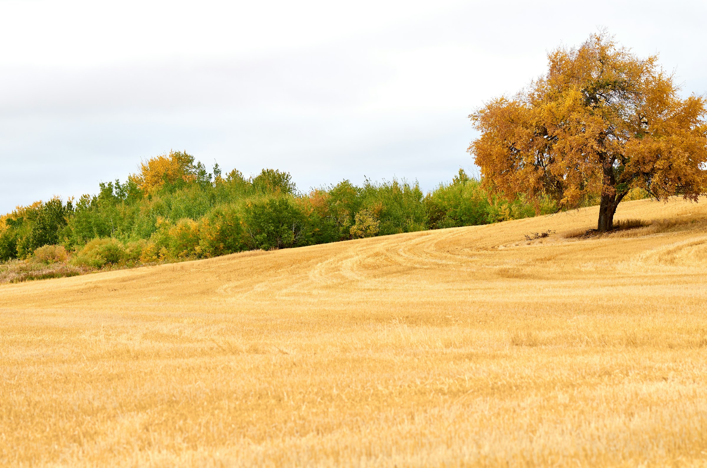 Golden hillside field with an amber tree at its edge.